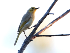 Ptilotula flavescens