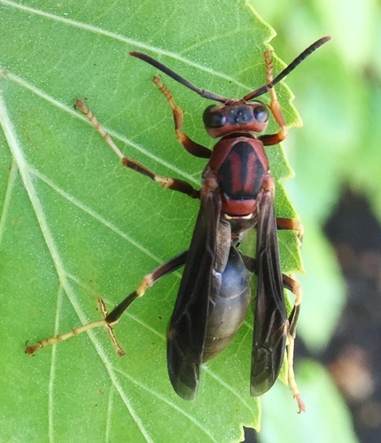 Metric Paper Wasp, photo 6 of 10