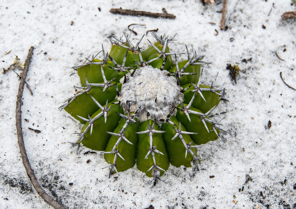 Discocactus pseudoinsignis