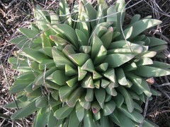 Machairophyllum albidum