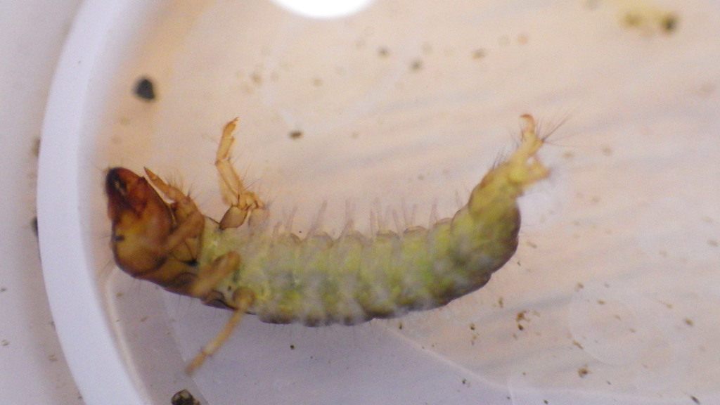 Zebra Caddisfly from Berks County, PA, USA on August 18, 2021 at 0921
