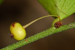 Phyllanthus dorotheae