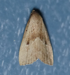 Hypenodes palustris