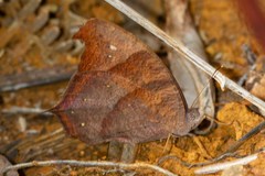 Melanitis leda solandra