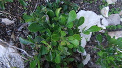 Searsia lucida lucida