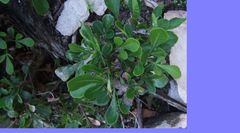 Searsia lucida lucida