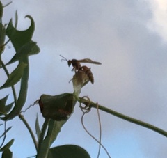 Polistes dorsalis