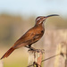 Scimitar-billed Woodcreeper - Photo (c) Cláudio Dias Timm, some rights reserved (CC BY-NC-SA)