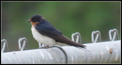 Hirundo rustica