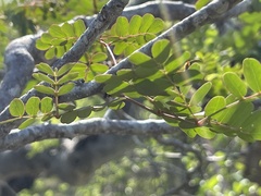 Erythrostemon pannosus