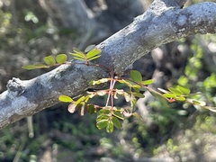 Erythrostemon pannosus