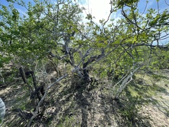 Erythrostemon pannosus