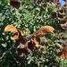 Salvia africana-lutea - Photo (c) Jacques van der Merwe,  זכויות יוצרים חלקיות (CC BY-SA), הועלה על ידי Jacques van der Merwe