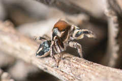 Habronattus forticulus