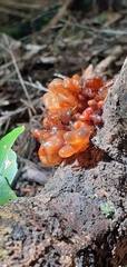Tremella vesiculosa