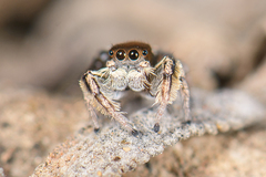 Habronattus forticulus