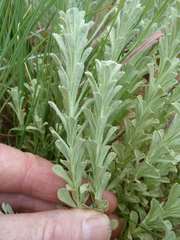 Helichrysum callicomum