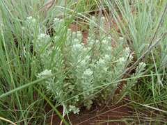 Helichrysum callicomum