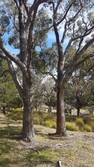 Eucalyptus bridgesiana