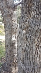 Eucalyptus bridgesiana