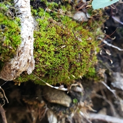 Bryoerythrophyllum recurvirostrum