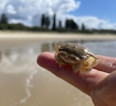 Matuta