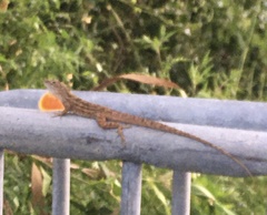 Anolis sagrei