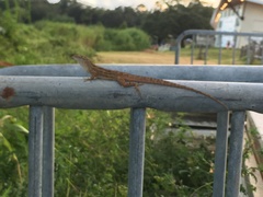 Anolis sagrei