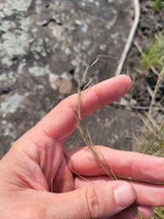 Aristida dichotoma