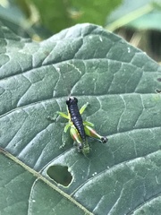 Liebermannacris dorsualis