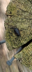 Haplandrus fulvipes
