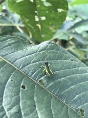 Liebermannacris dorsualis