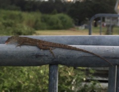 Anolis sagrei