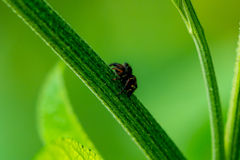 Phidippus audax