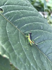 Liebermannacris dorsualis