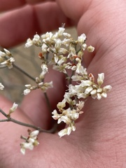 Eriogonum leptocladon
