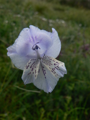 Gladiolus gracilis
