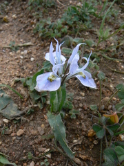 Moraea ciliata