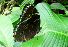 Morpho achilles