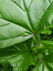 Graphocephala rufimargo