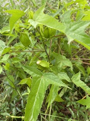 Hibiscus laevis