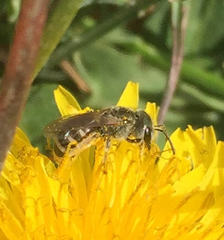 Halictus