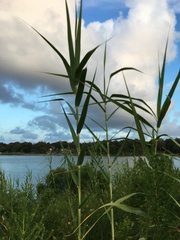 Arundo donax