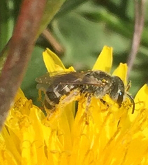 Halictus