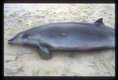 Gervais' Beaked Whale photo 2