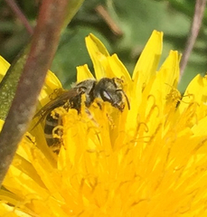 Halictus