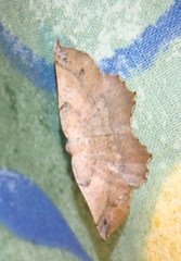 Drepanogynis mixtaria