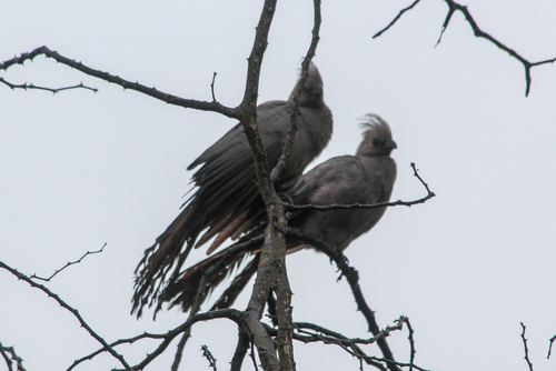 Grey Go-away-bird (Crinifer concolor), photo 10