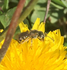 Halictus