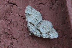 Xanthorhoe abrasaria